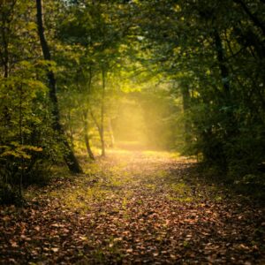 photo of a nature scene, a long straight leafy path through a young forest, a golden glow of sunlight illuminates the path