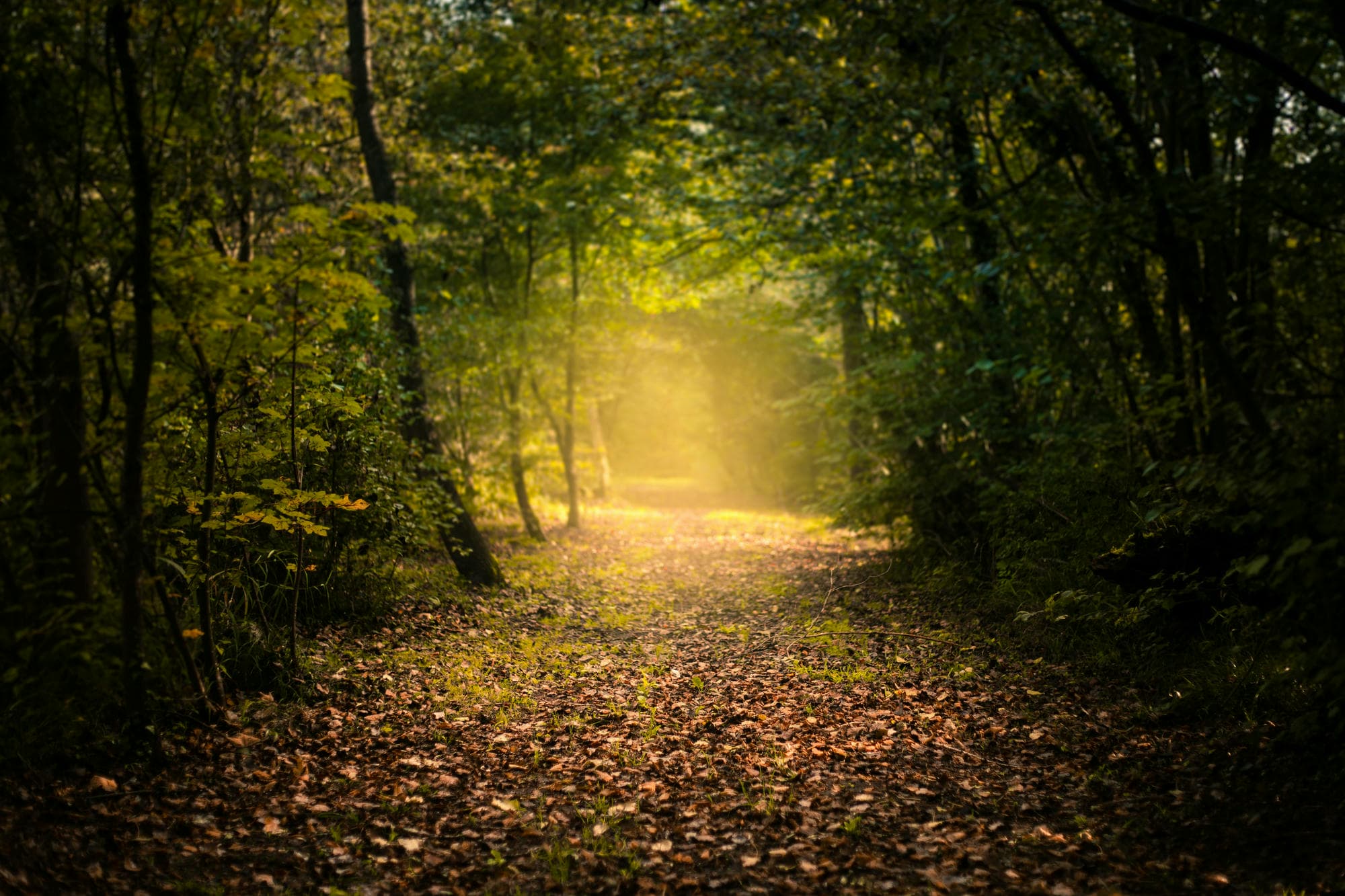 photo of a nature scene, a long straight leafy path through a young forest, a golden glow of sunlight illuminates the path