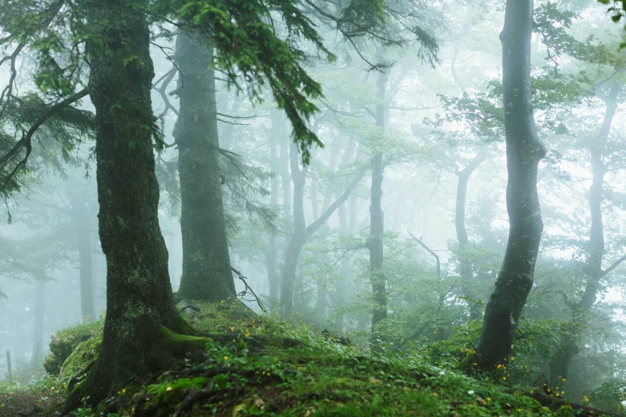 moody nature photo of a softly illuminated misty forest, a feeling of peace and tranquility