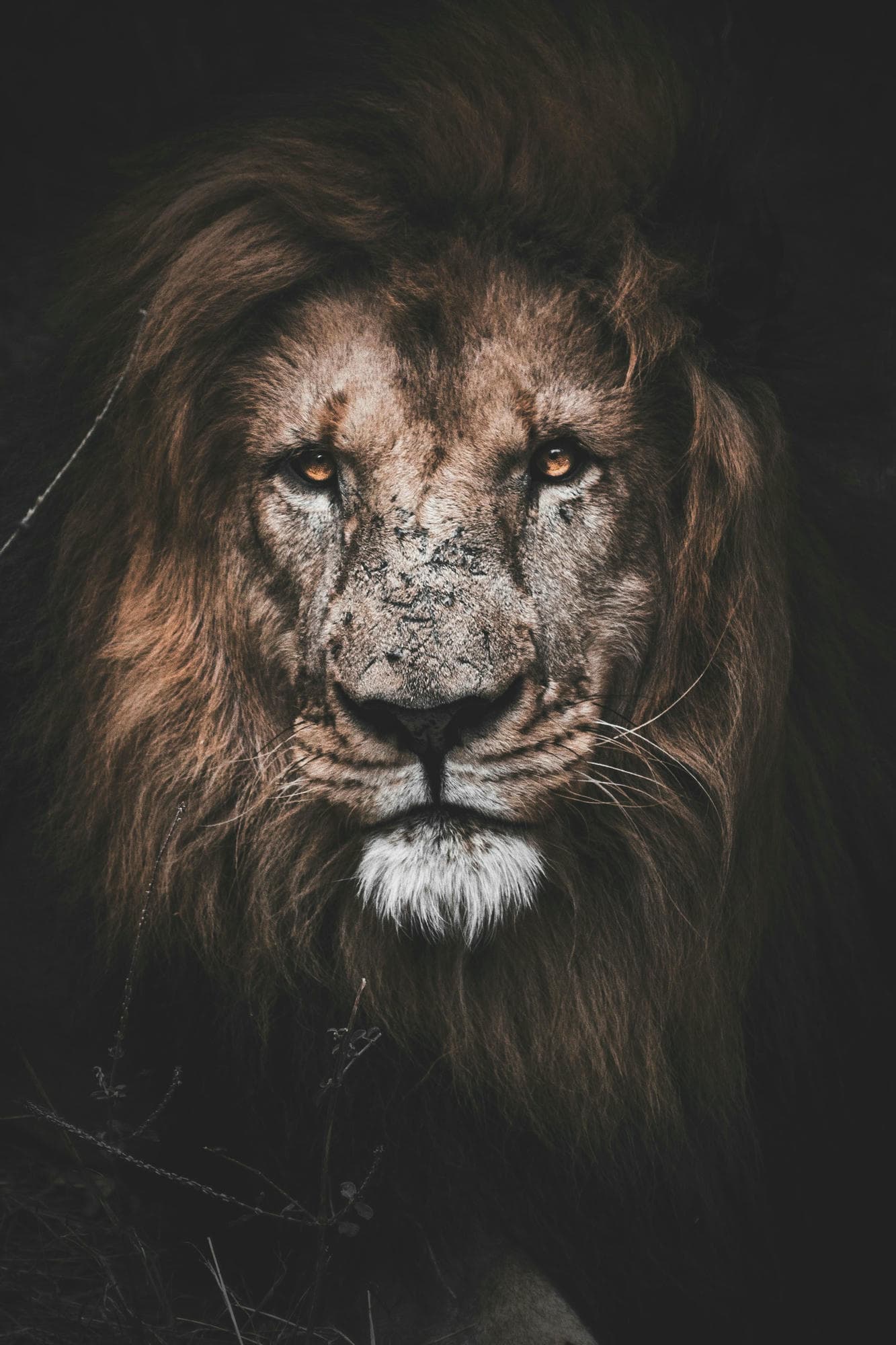 photo of a male lion who looks very wise
